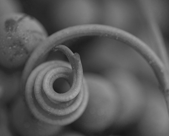 Black and white photo of a small tendril