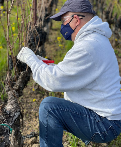 Christopher pruning the vineyards